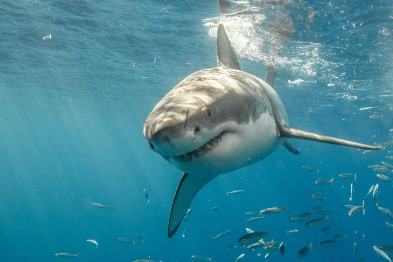 Great White Shark, Mexico 