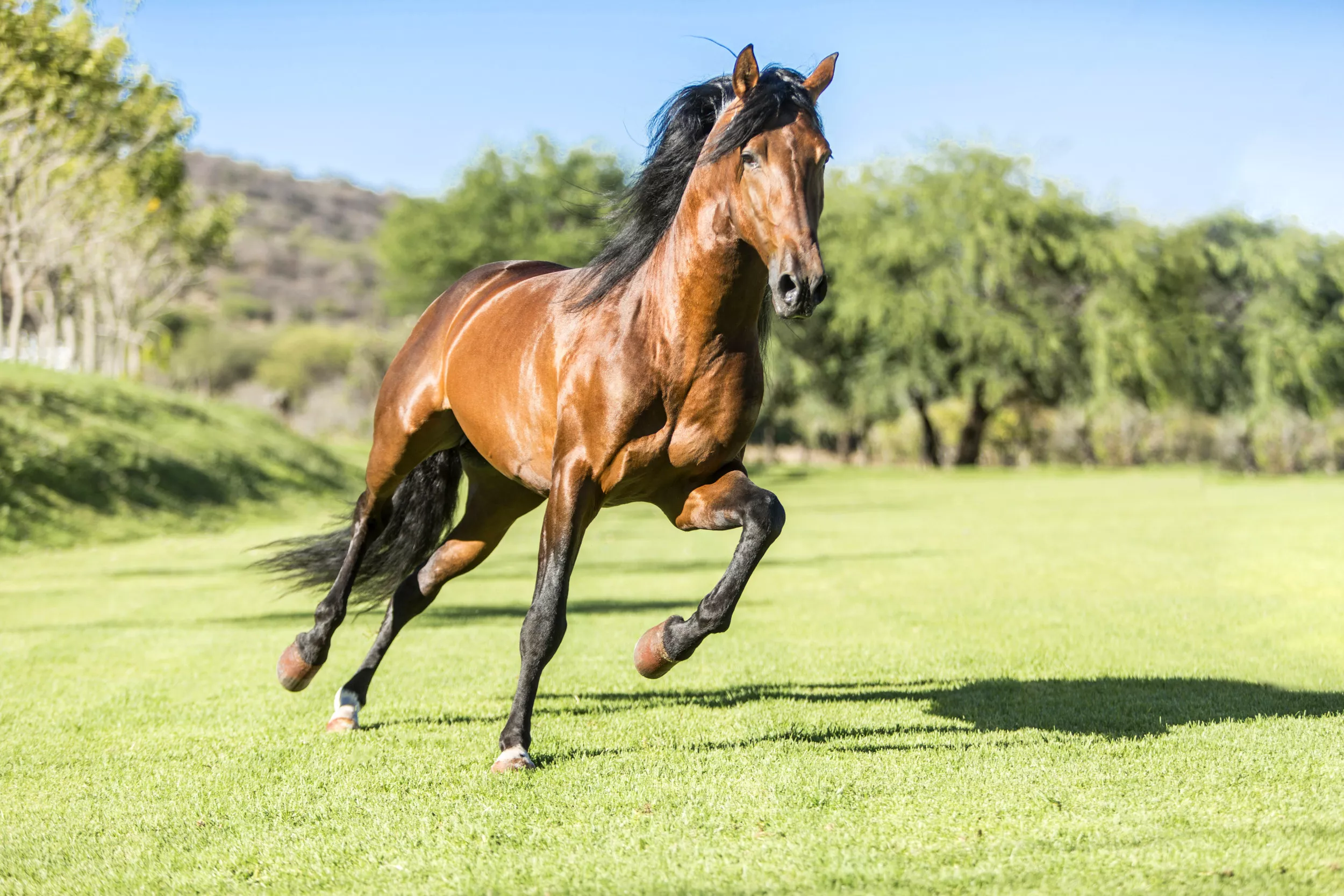 Horse Stuck Inside Empty Swimming Pool Rescued Using Carrots and Sugar - Vimarsana News