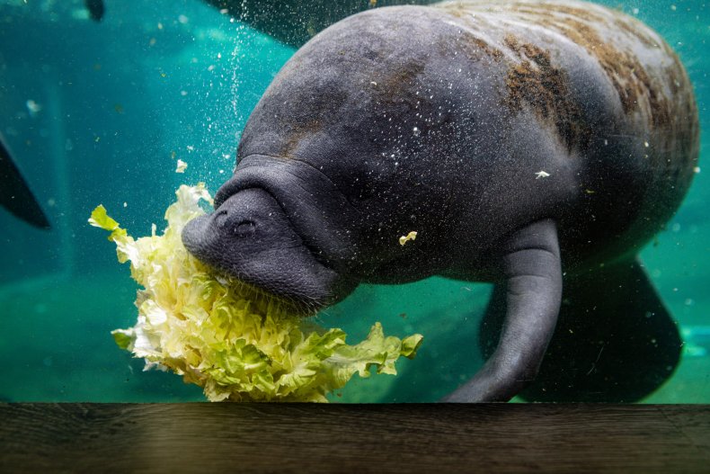 Florida Manatees Still Dying From Starvation