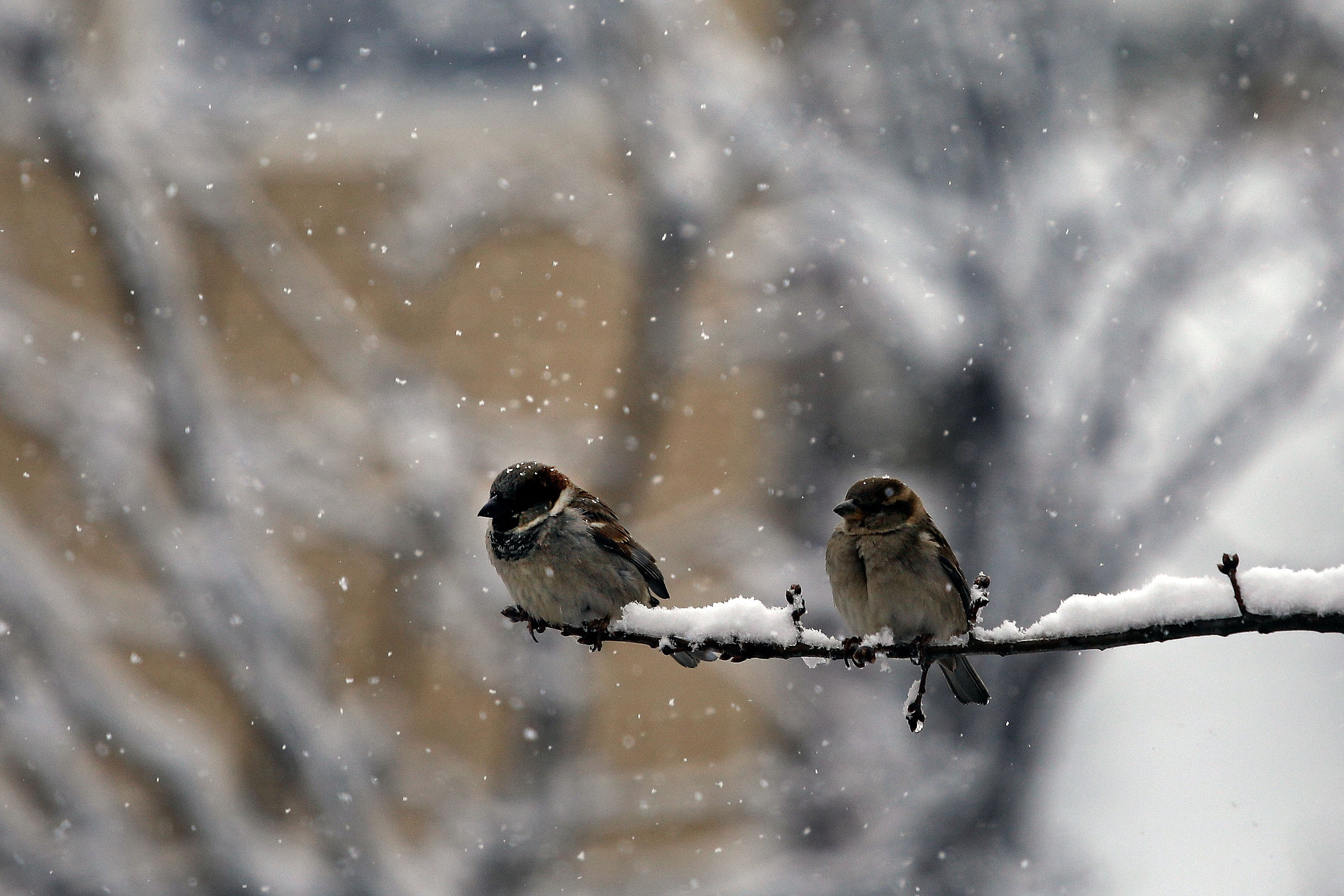 It's So Cold in Texas That Trees Are Exploding, Sounding 'Like Gunshots