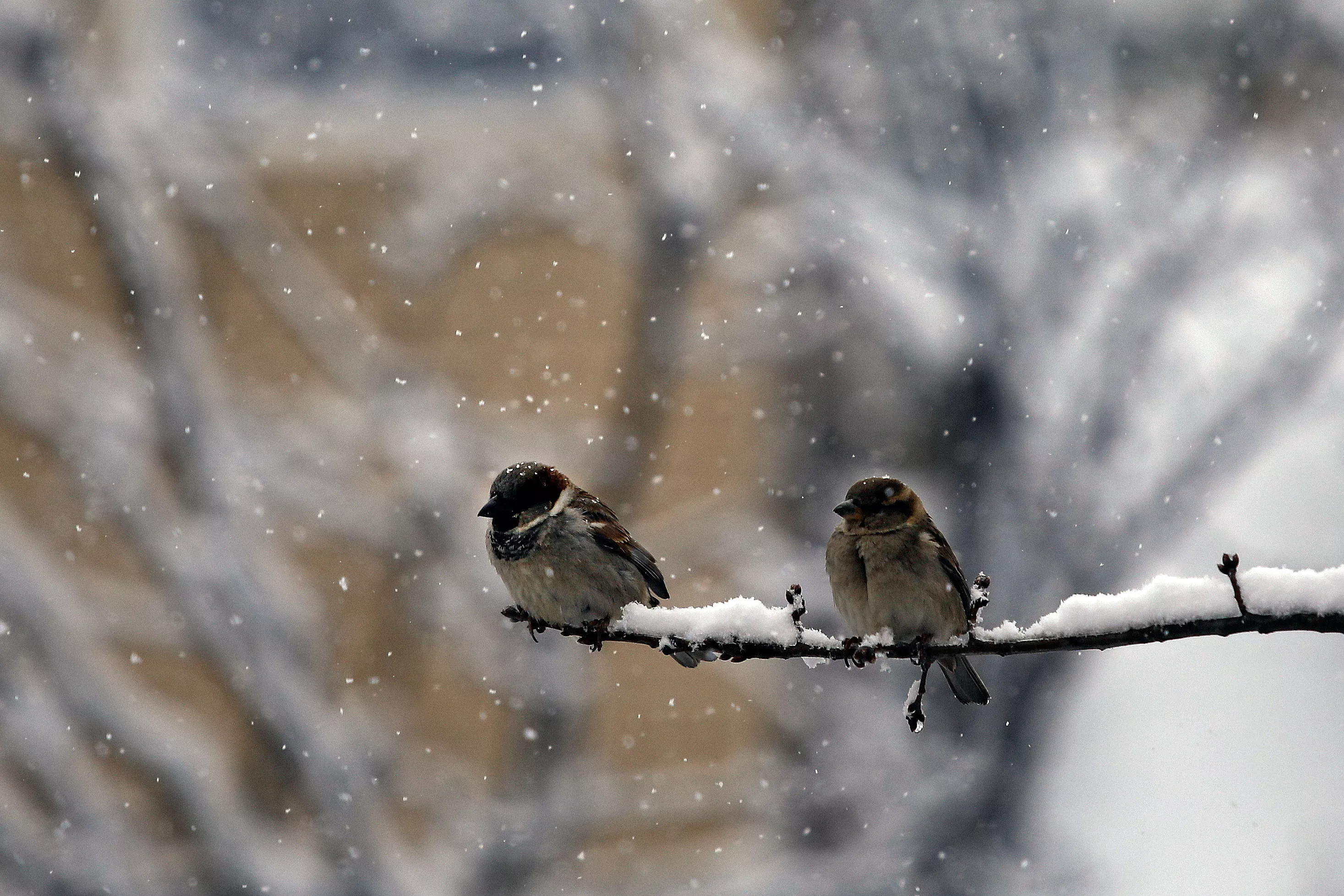 It's So Cold in Texas That Trees Are Exploding, Sounding 'Like Gunshots' - Vimarsana News