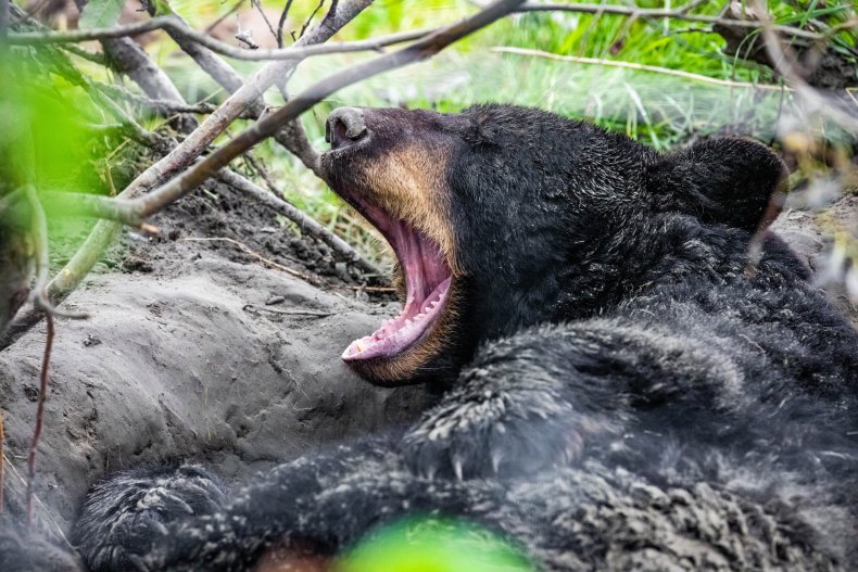 File photo of yawning bear. 
