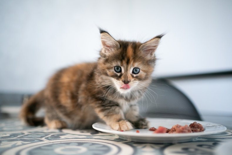 kitten eating