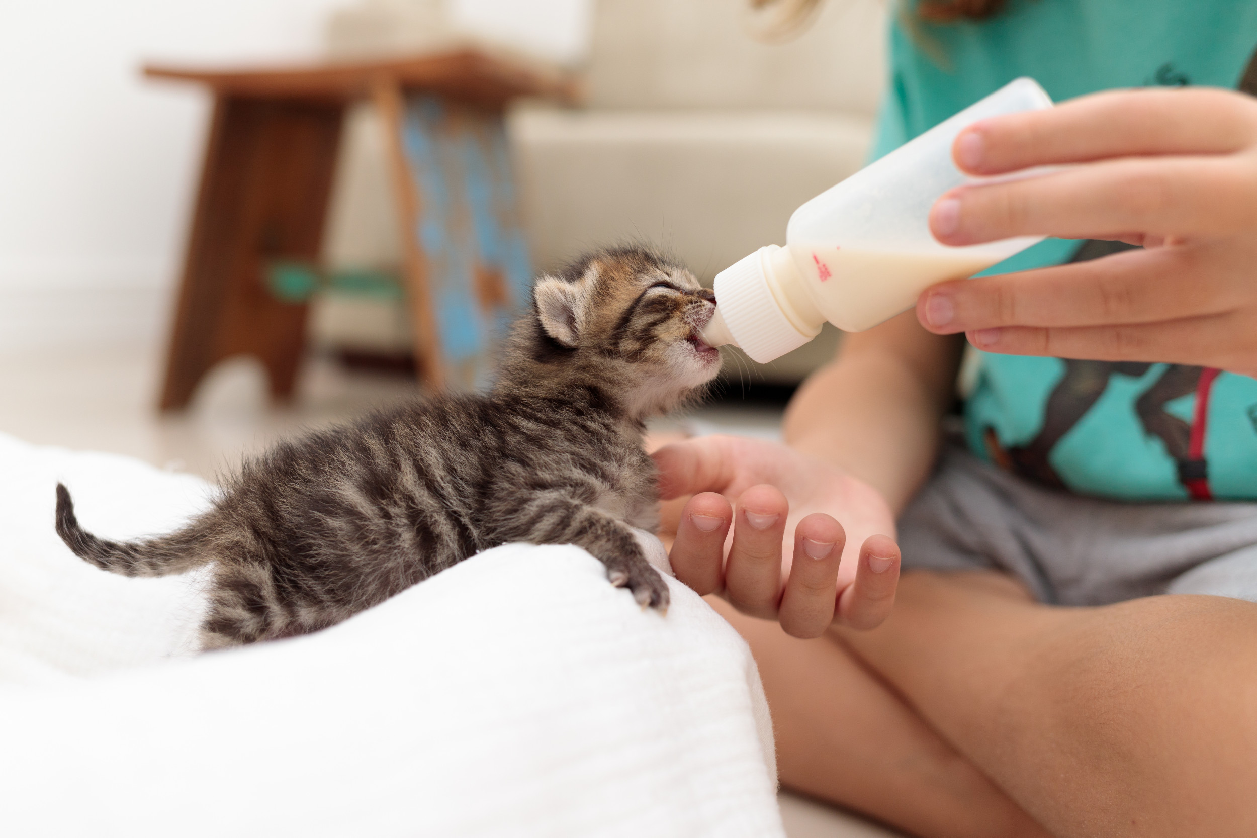 When do kittens start eating food and drinking outlet water