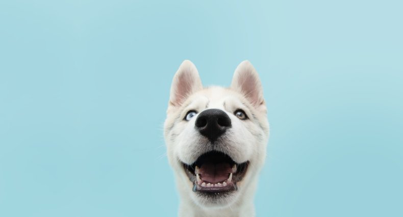 When Do Puppies Lose Their Baby Teeth