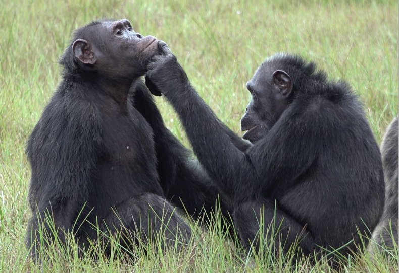 Chimp