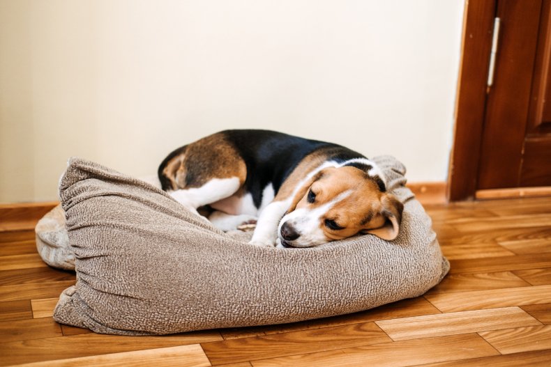 Canine parvovirus