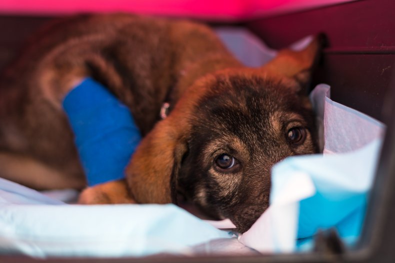 A mixed breed puppy with parvovirosis