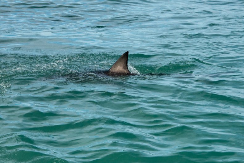 Stock image of shark fin