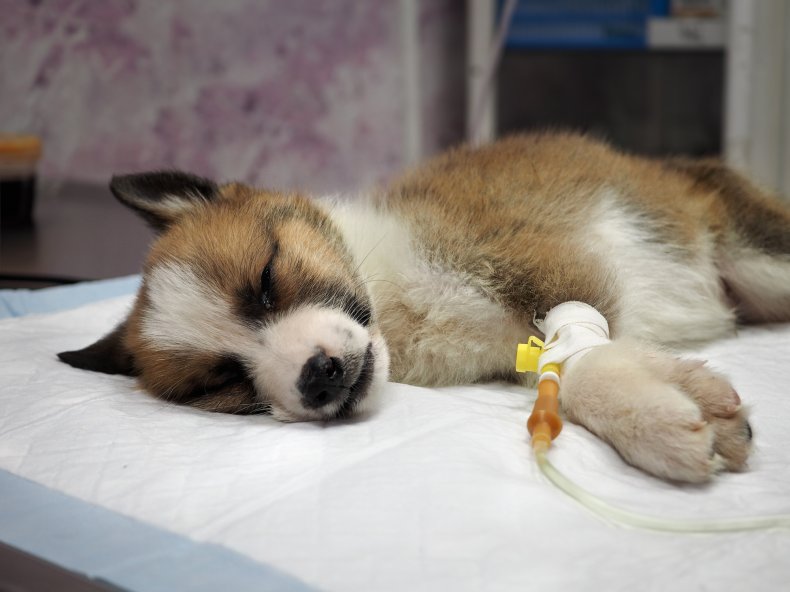 Illness puppy with intravenous anything on the 