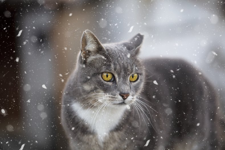 A cat in the snow.