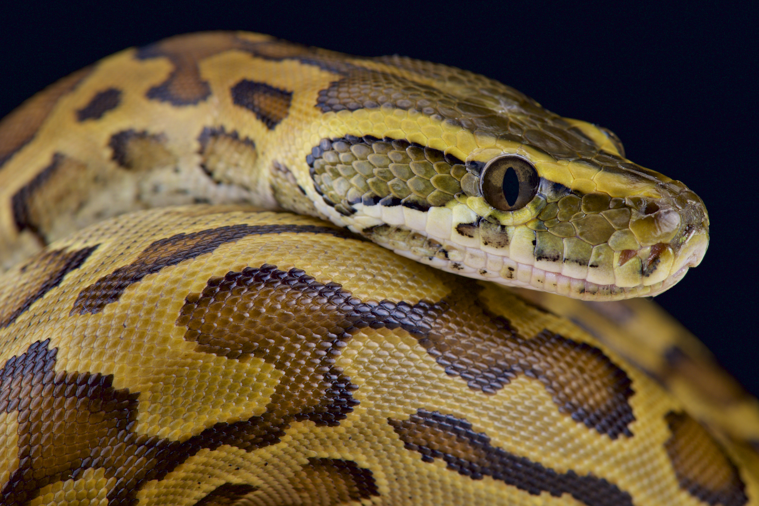 Giant Snake Slithers Onto Hood of Man's Car in Video Viewed 19M Times ...