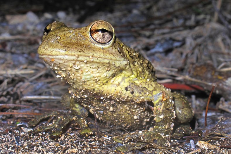 Stock image of a Cuban treefrog