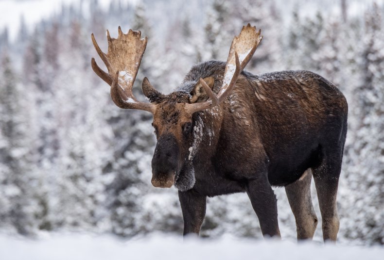 File photo of a moose in snow.
