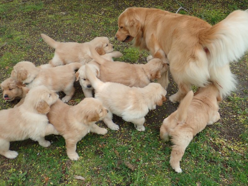 A Golden retriever and some puppies. 
