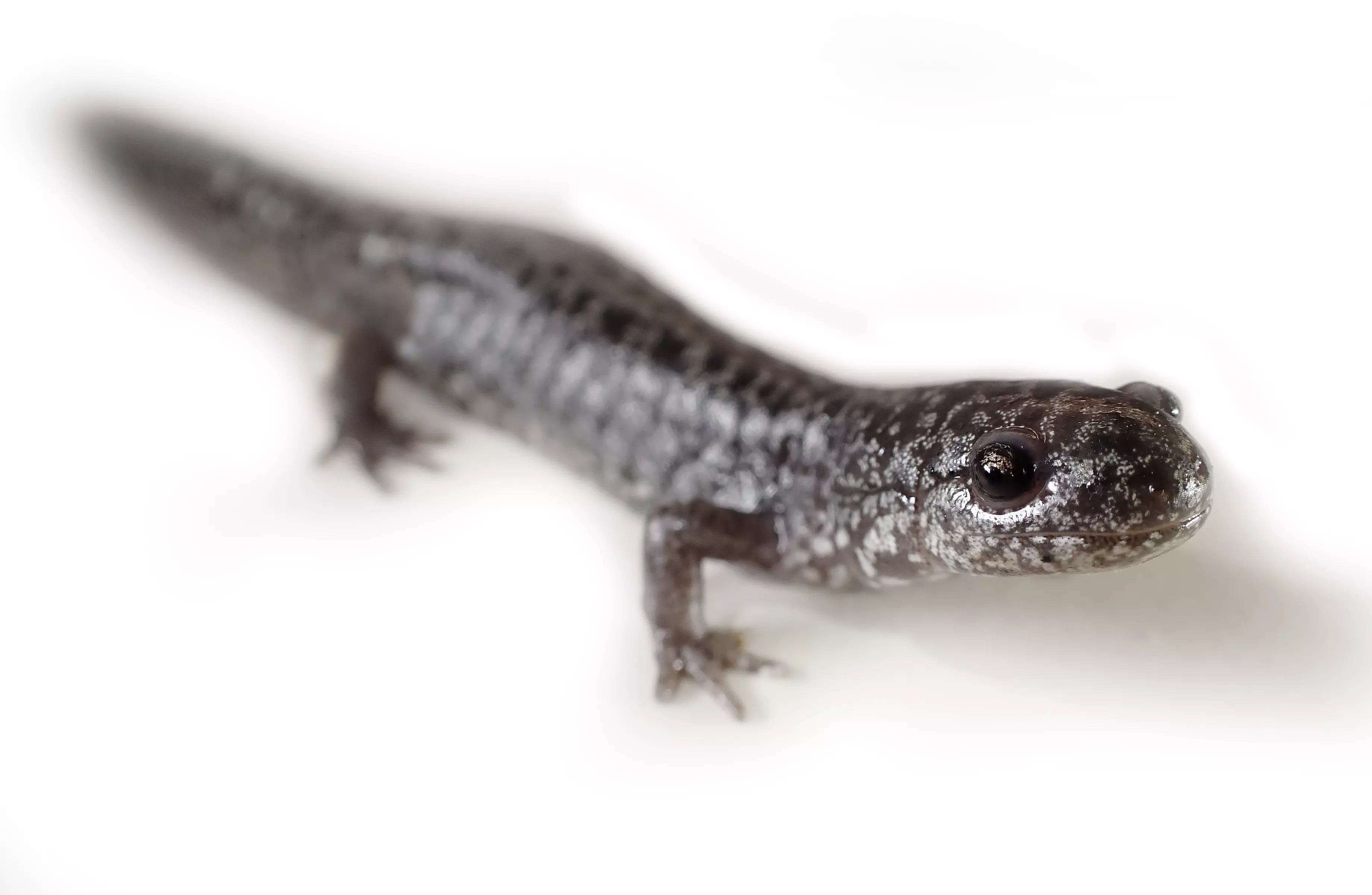 Tiny Imperiled Salamander on Brink of Extinction Bred in Captivity for First Time - Vimarsana News