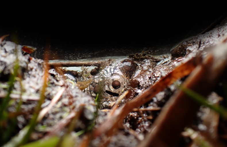Salamander eggs