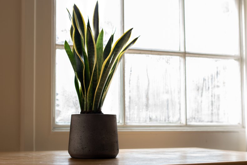 A Sansevieria trifasciata indoor plant, next to 