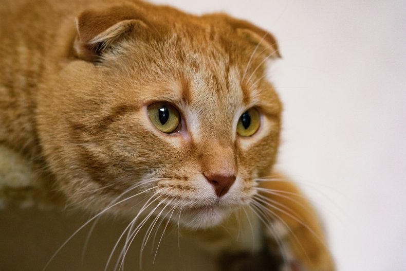 scottish fold cat