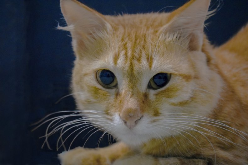 Turkish angora cat
