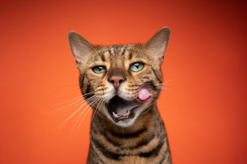 Bengal cat