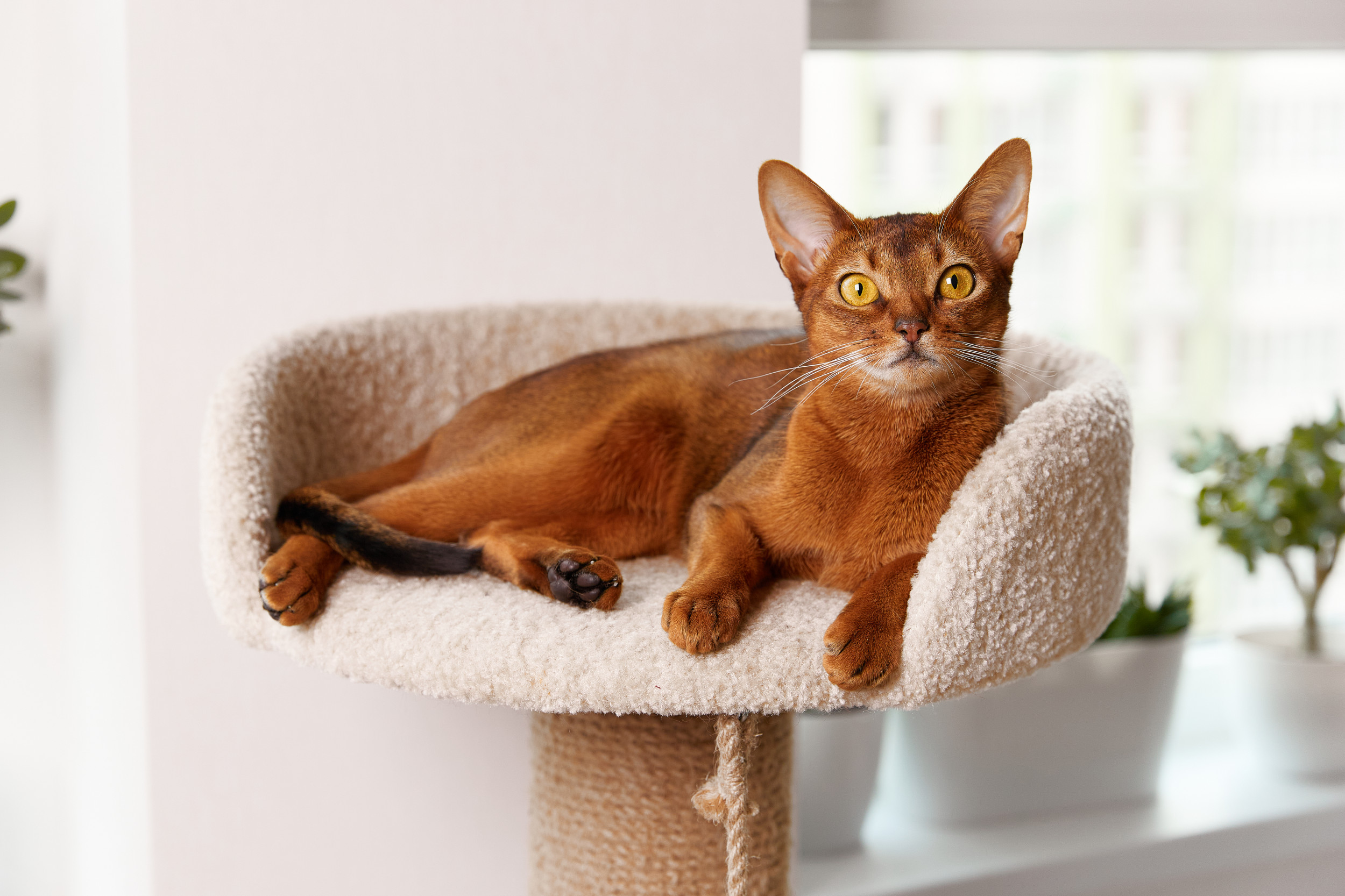 Orange cat best sale breed name