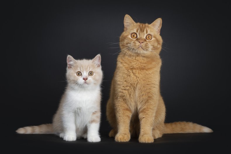 British shorthair cat