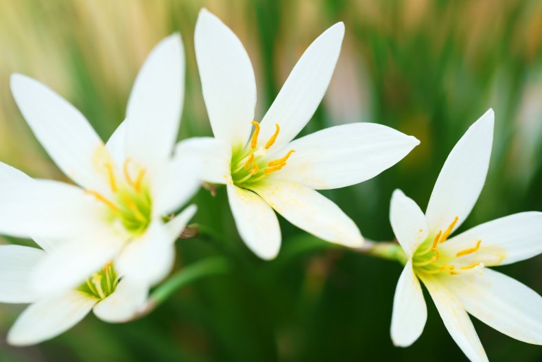A close-up view of white lilies.