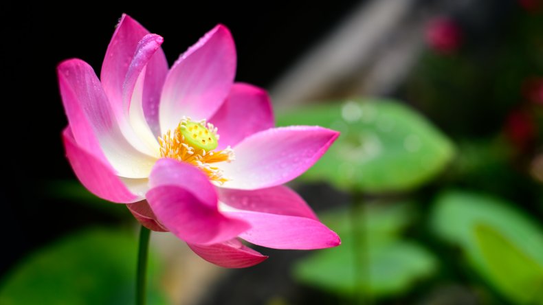 A lotus flower. 