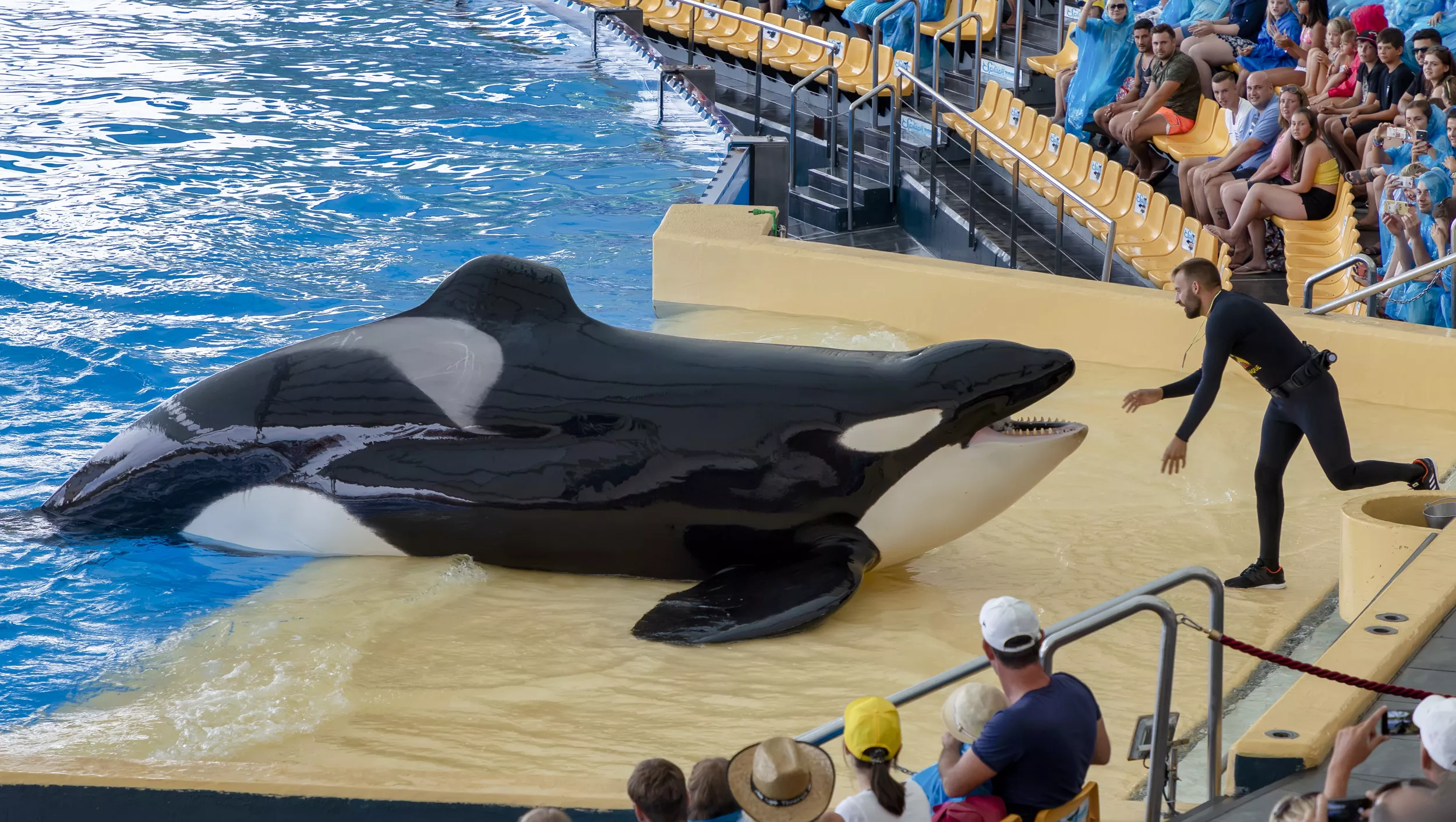 Lolita the Captive Orca Is Sick at Miami Seaquarium - Vimarsana News