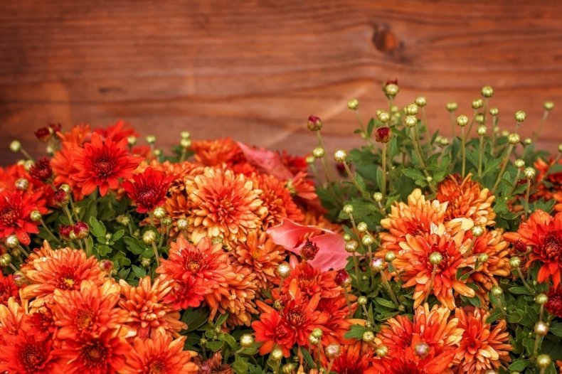 Red chrysanthemum flowers.