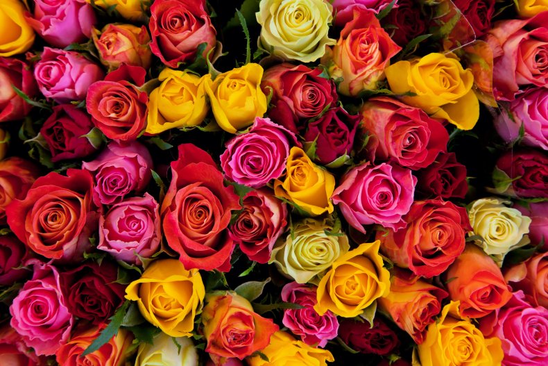 A bunch of roses in various colors.