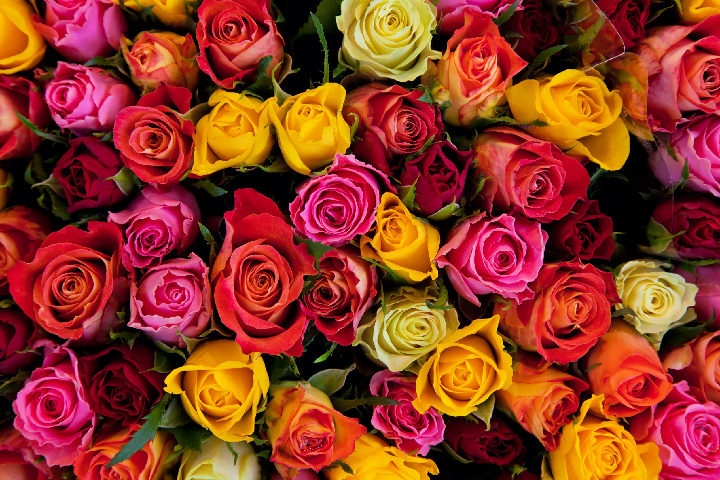 What Do Flowers Symbolize? Lily, Peony and Hibiscus Meanings Explained - Vimarsana News