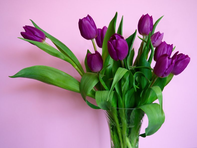 Purple tulips in a vase.