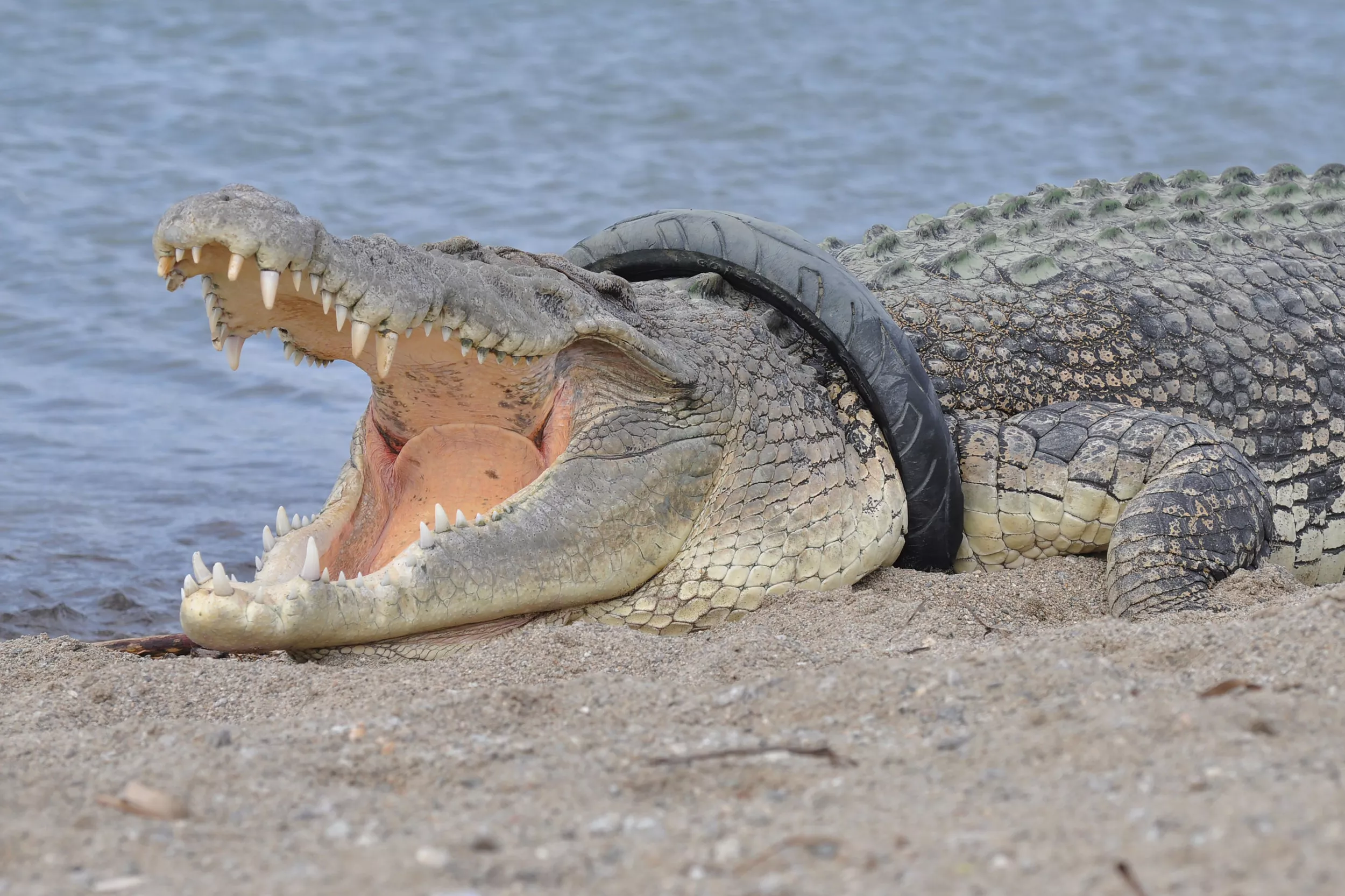 13ft Crocodile That Has Had Motorbike Tyre Stuck Around Its Neck for 6 Years Finally Freed - Vimarsana News