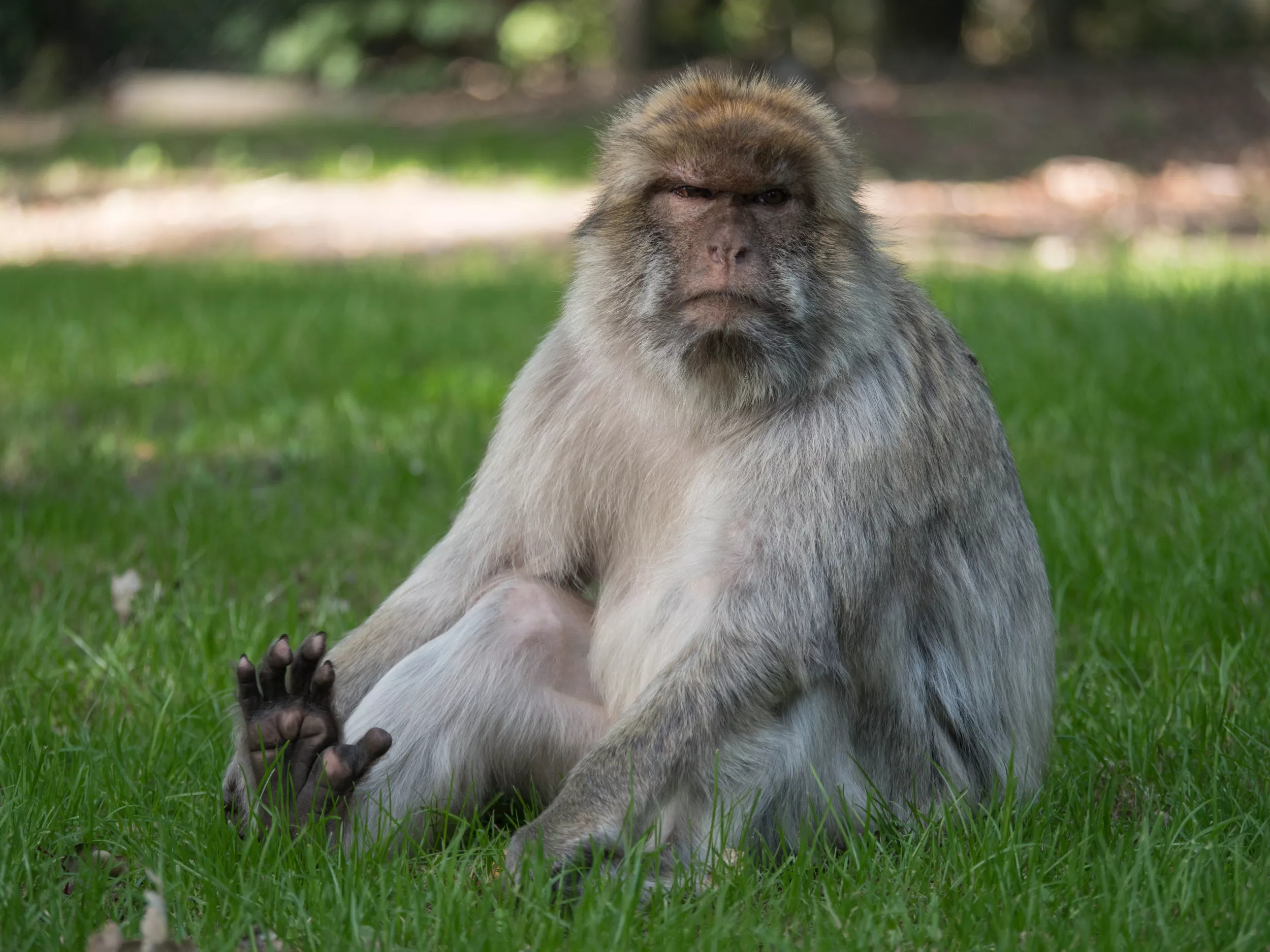 Zoo Hires Marvin Gaye Impersonator to Help Endangered Monkeys 'Get It On' - Vimarsana News