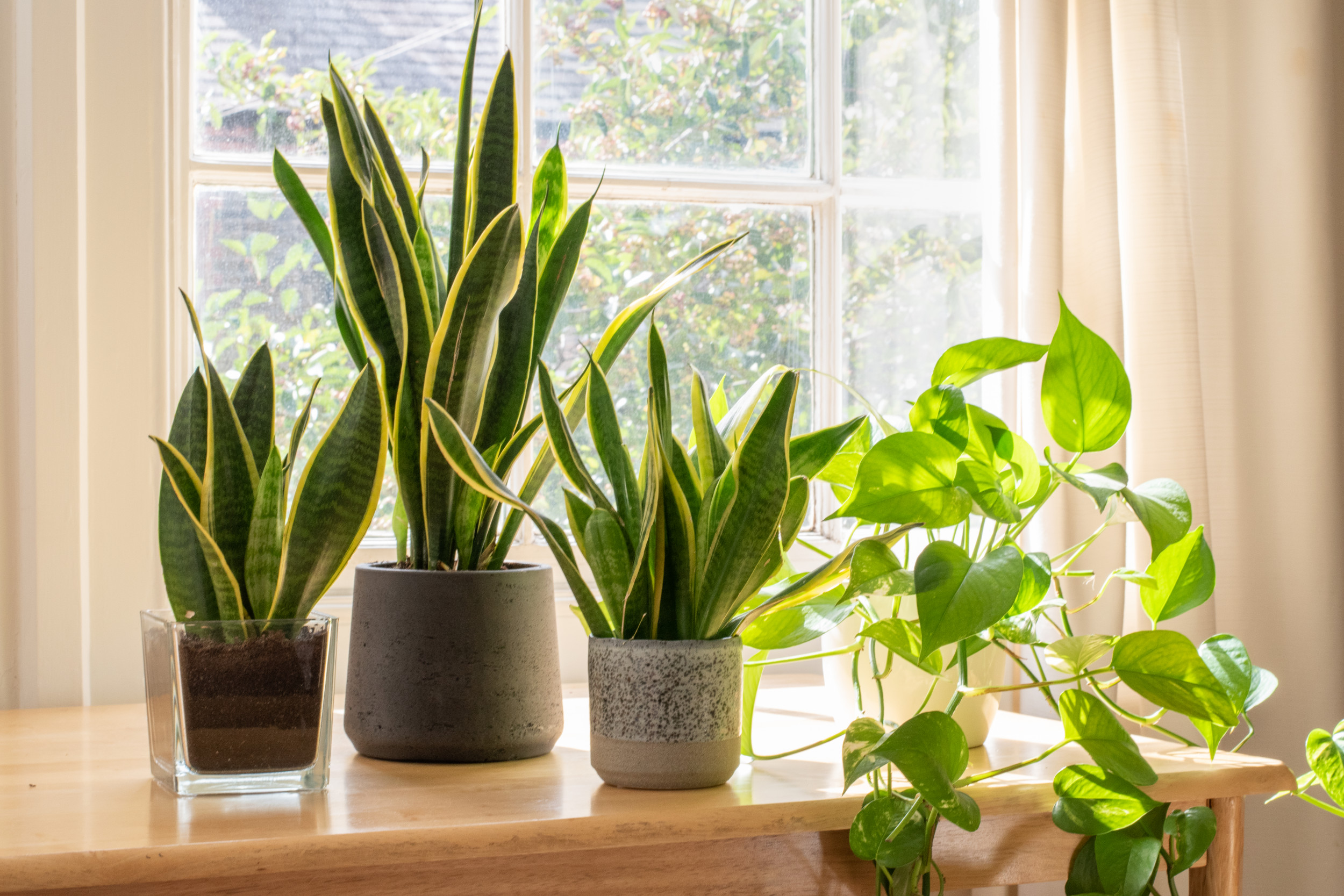 How to Propagate a Snake Plant