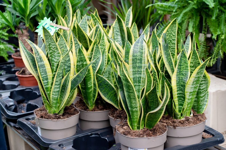 lots of snake plants