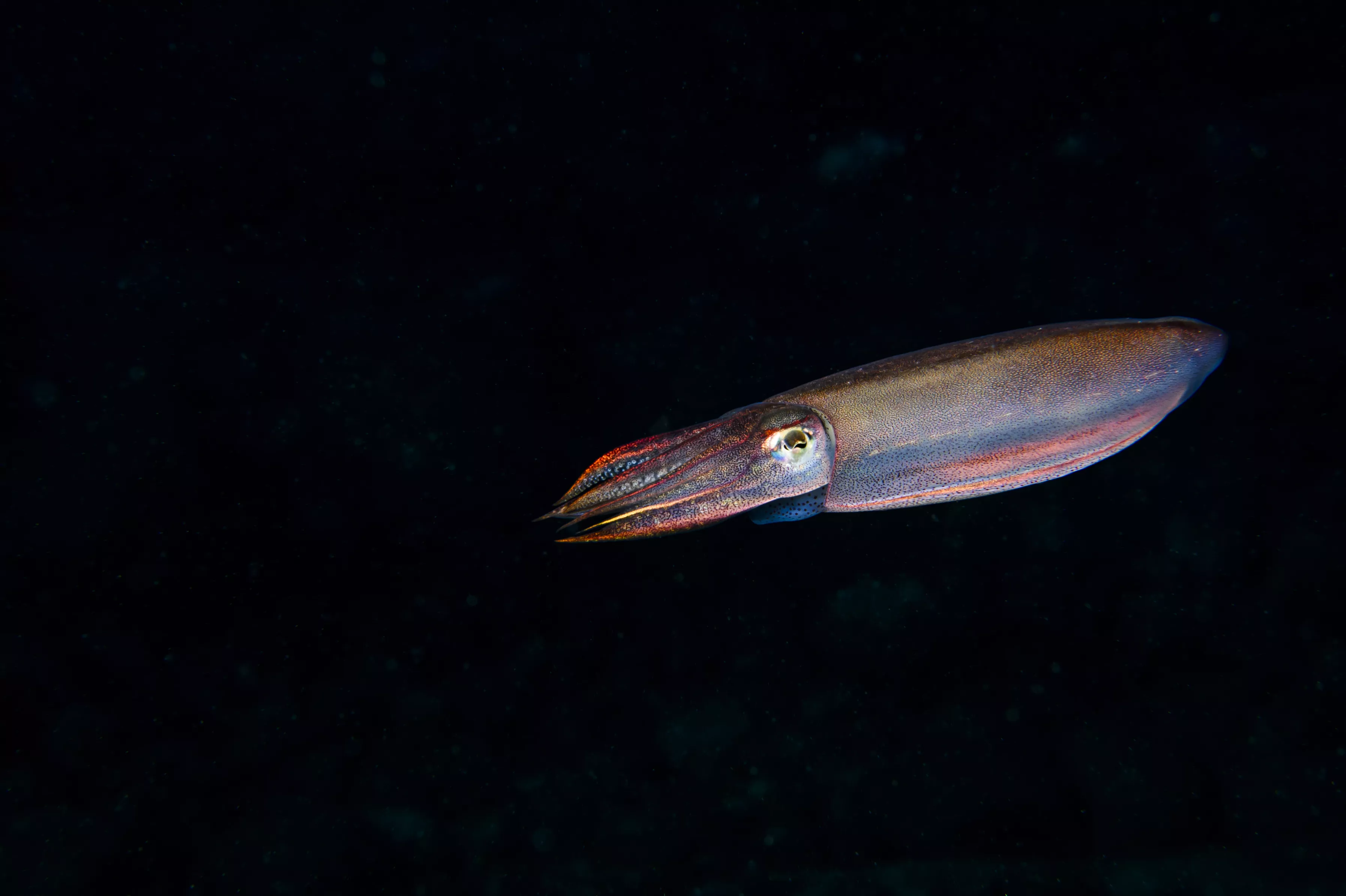 Enormous Squid Caught by Hawaii Fisherman: 'It's One of the Monsters From  the Deep'