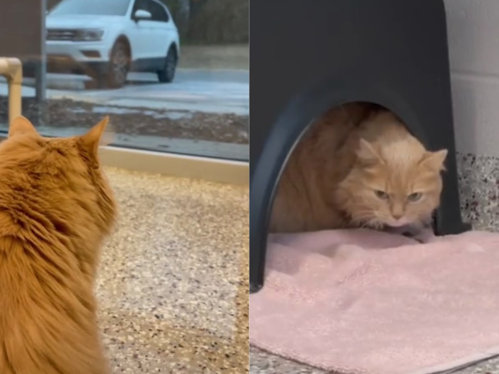 Heartbreaking Video of Cat in Animal Shelter 'Looking for Her Family' Goes Viral Heartbreaking Video of Cat in Animal Shelter 'Looking for Her Family' Goes Viral