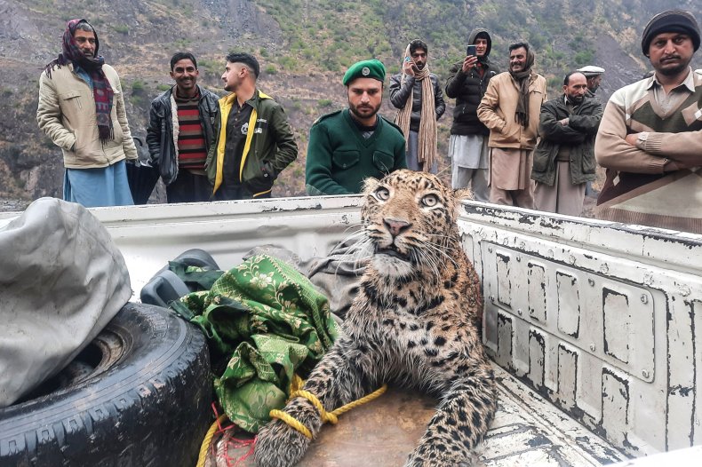 Leopard in Pakistan