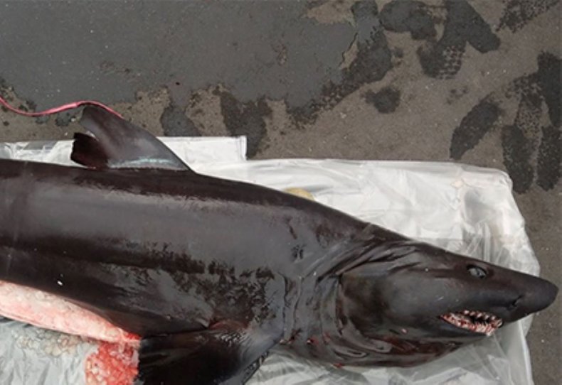 deslealtad Superar Miseria Extremely Rare Pitch Black Bigeye Sand Tiger Shark Caught
