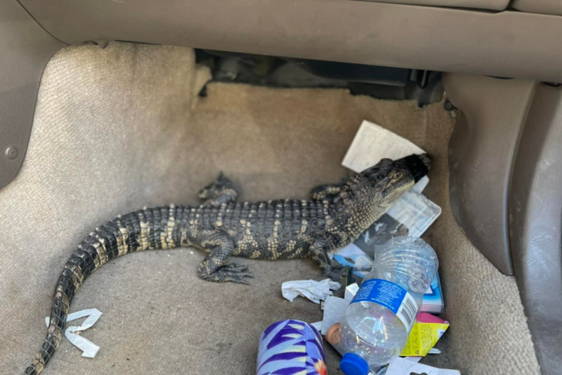 Alligator found in California car