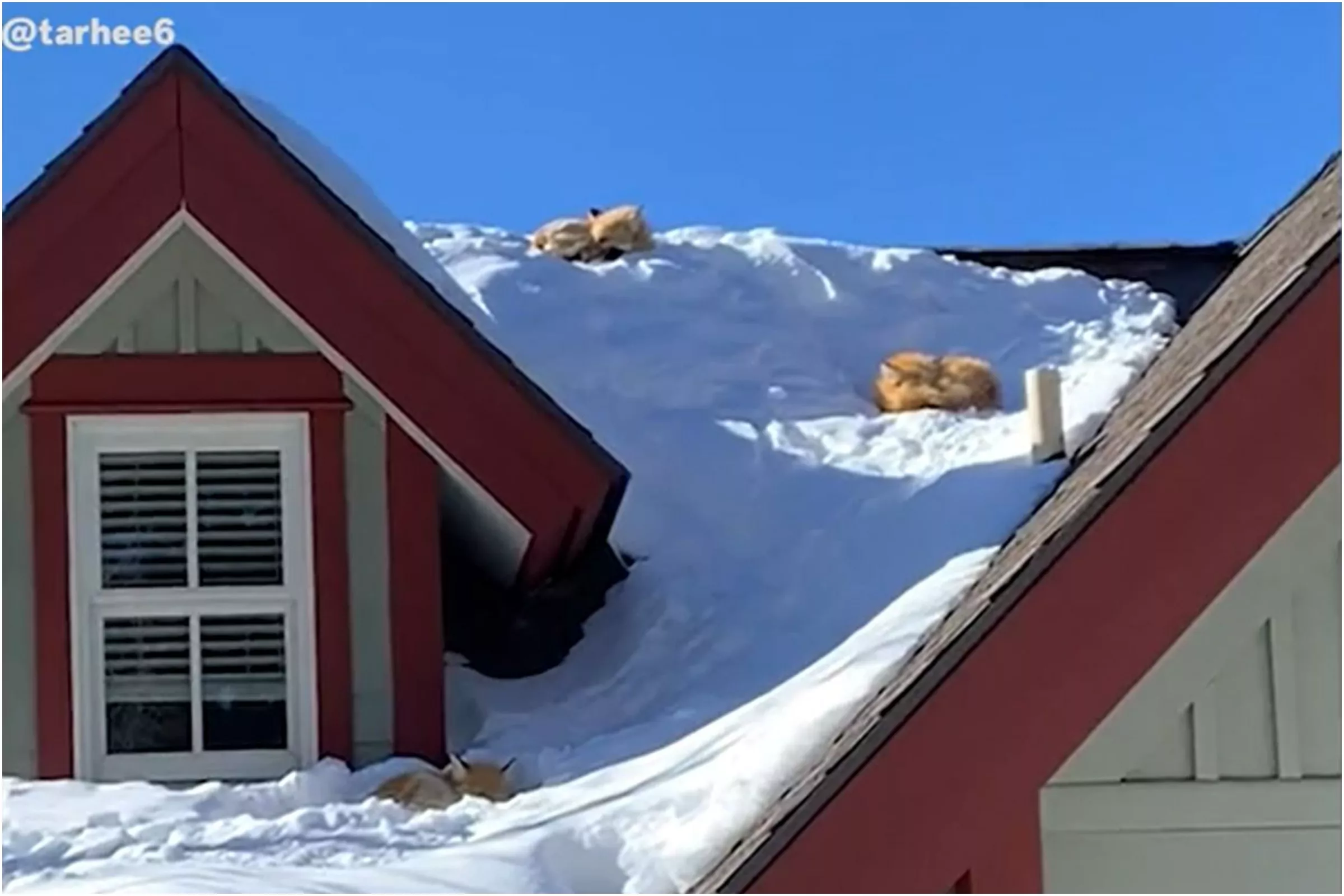 Trio of Fluffy Foxes Snoozing on a Snowy Roof Compared to a Disney Movie - Vimarsana News