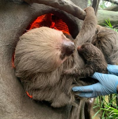 Sloth Sloth