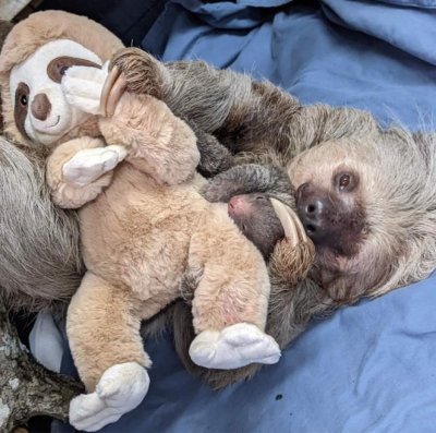 Sloth Sloth