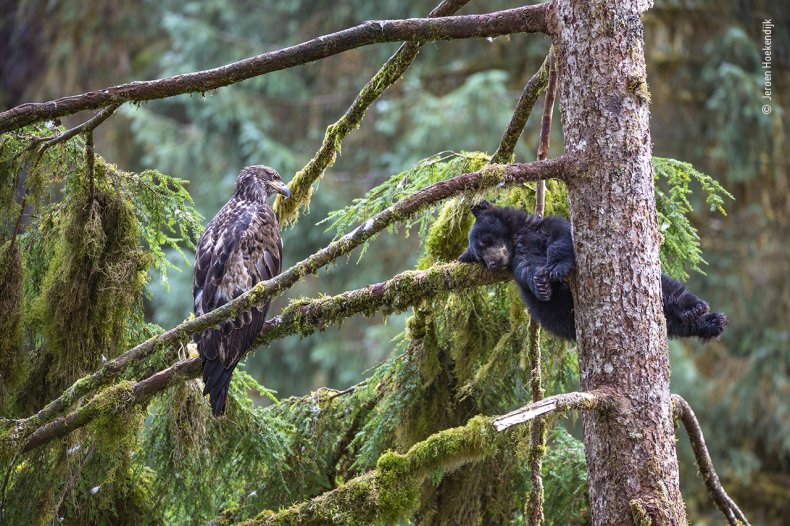The Eagle and Bear, Jeroen Hoekendijk