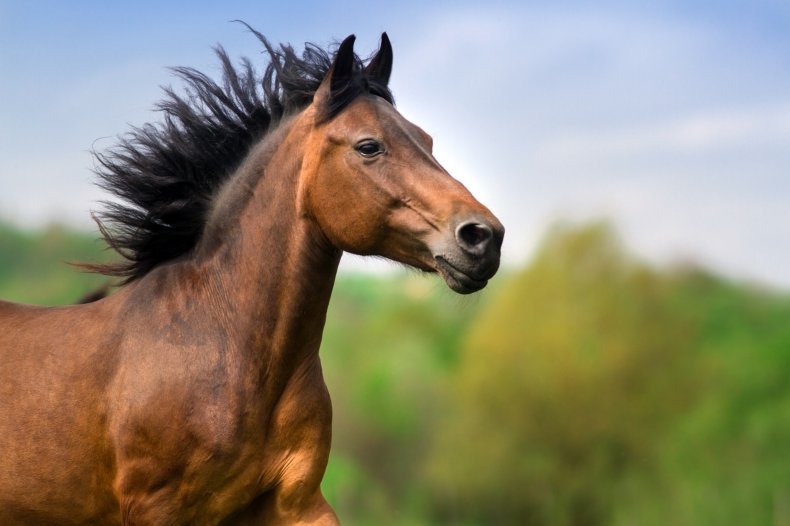 Bay horse