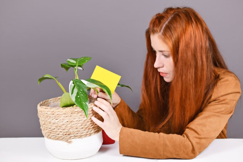 lady catching gnats