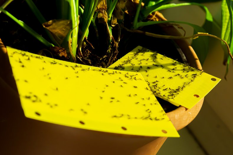 gnats sticky tape